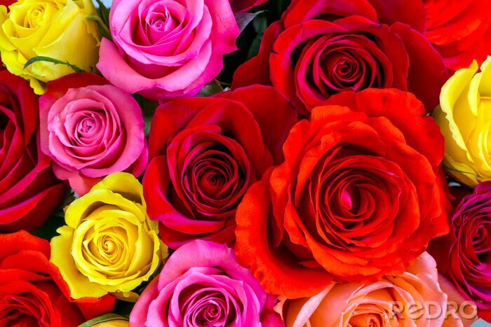 Fotobehang 3D gekleurde rozen