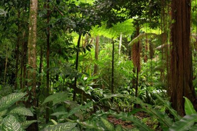 Fotobehang 3D jungle in Australië