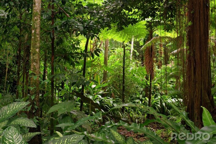 Fotobehang 3D jungle in Australië