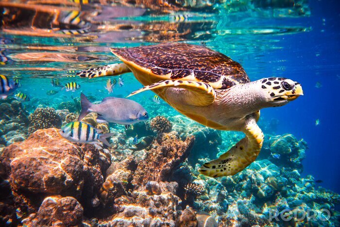 Fotobehang 3D koraalrif en waterschildpad