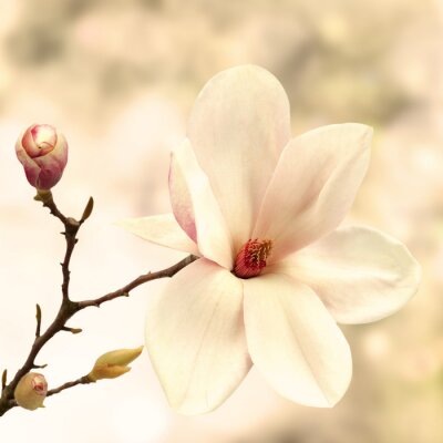 Fotobehang 3D magnolia en knop