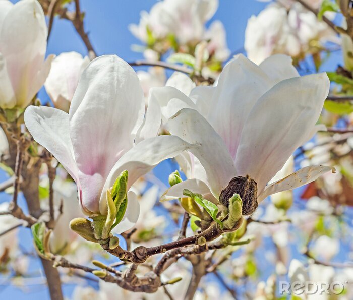 Fotobehang 3D magnolia in de zon