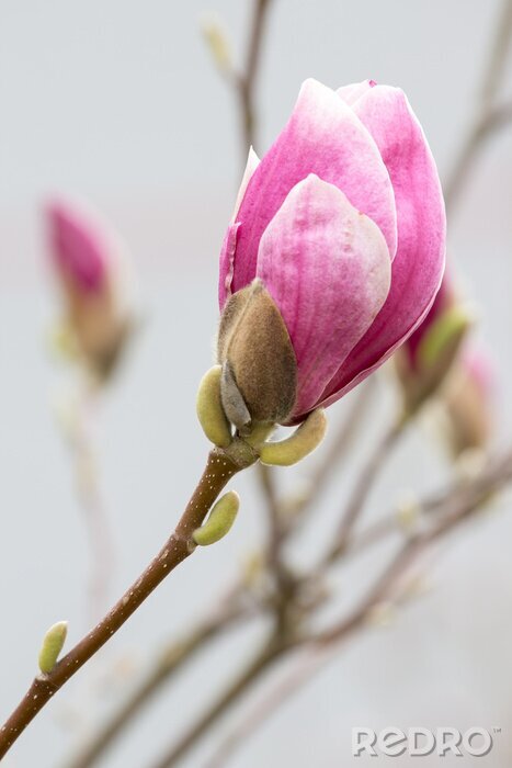 Fotobehang 3D magnolia op grijze achtergrond