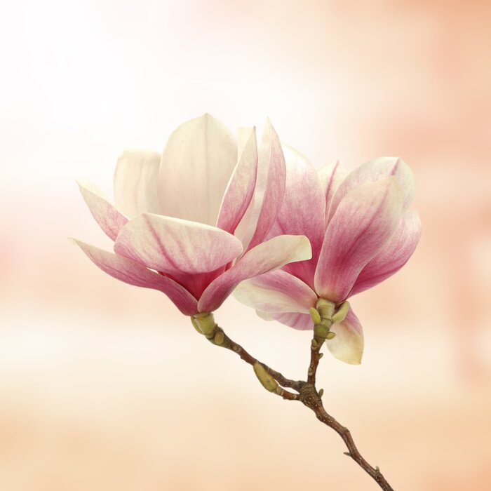 Fotobehang 3D magnolia op roze achtergrond