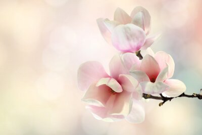 Fotobehang 3D magnolia's en wolken