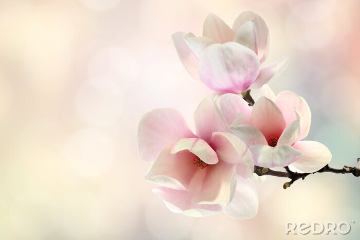 Fotobehang 3D magnolia's en wolken
