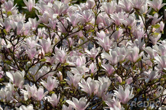 Fotobehang 3D magnolia's in bloei aan een boom