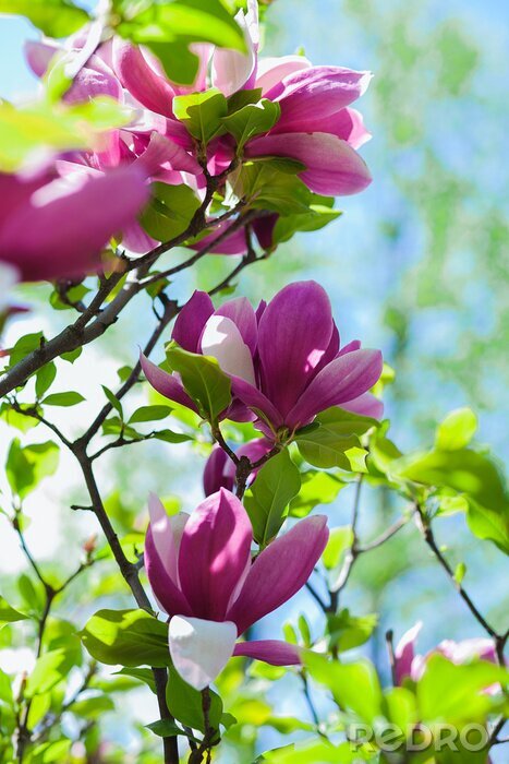 Fotobehang 3D magnolia's op een boom