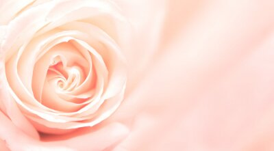 Fotobehang 3D roos op roze achtergrond