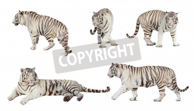 Fotobehang 3D tijger op witte achtergrond