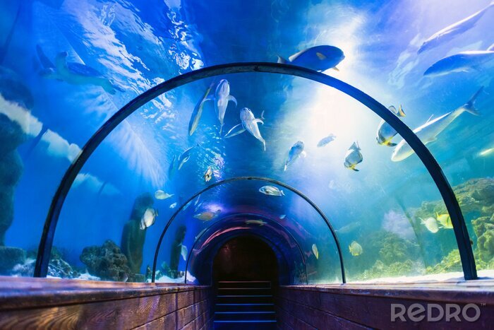 Fotobehang 3D tunnel in oceanarium