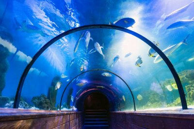 Fotobehang 3D tunnel in oceanarium