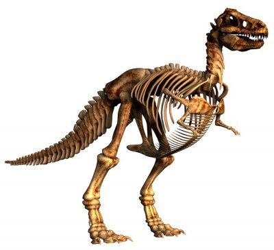 Fotobehang 3D Tyrannosaurus-skelet