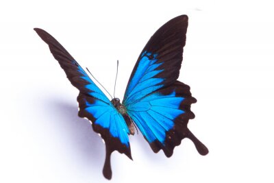 Fotobehang 3D vlinder op witte achtergrond