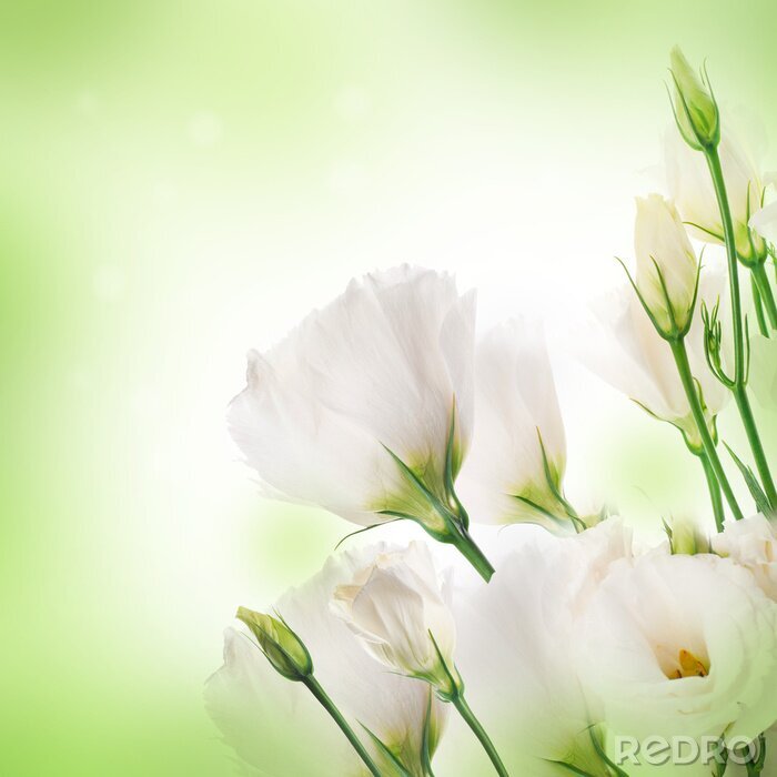 Fotobehang 3D witte rozen en knoppen op delicate achtergrond