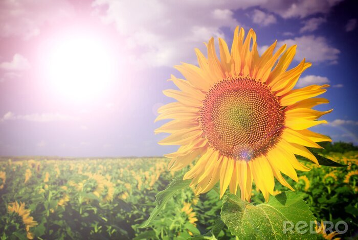 Fotobehang 3D zonnebloemen en zon