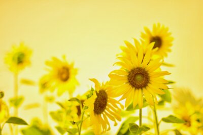 Fotobehang 3D zonnebloemen op gele achtergrond