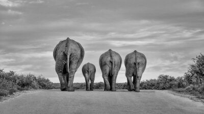 Fotobehang 4 olifanten op een weg