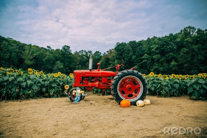 Fotobehang A red vintage old antique tractor in front of a sunflower field with pumpkins and a scarecrow in the Autumn for decoration