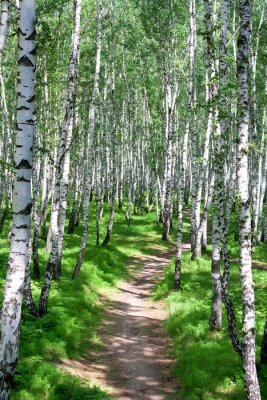 Fotobehang Aangestampt pad door een berkenbos