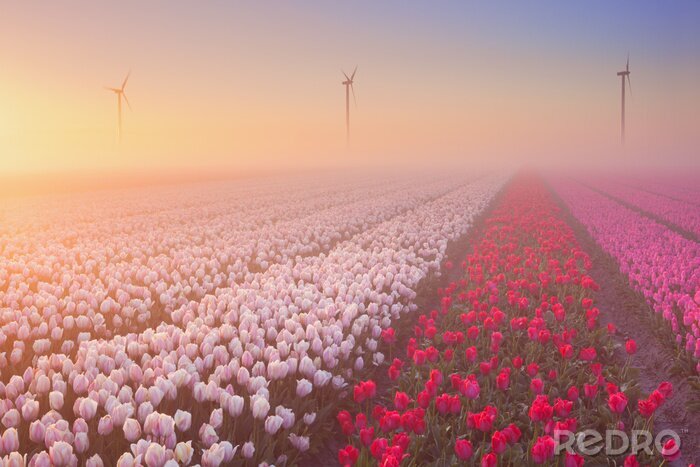 Fotobehang Aanplanting van rode en roze tulpen