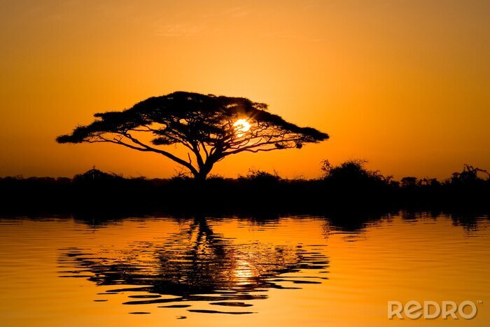 Fotobehang Aardboom bij zonsopgang