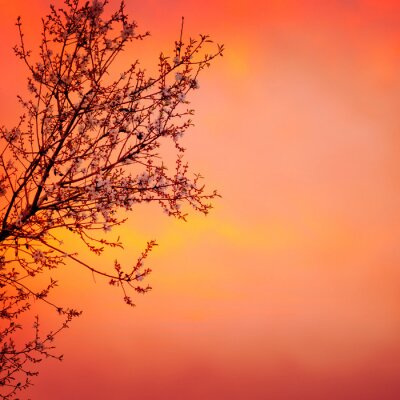 Aardboom op de achtergrond van de zonsondergang