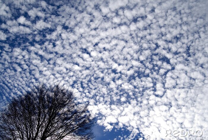 Fotobehang Aardboom op een achtergrond van wolken