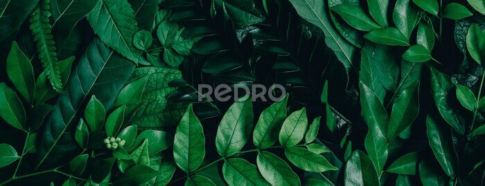 Fotobehang Abstract green leaves nature texture background. Creative layout for design