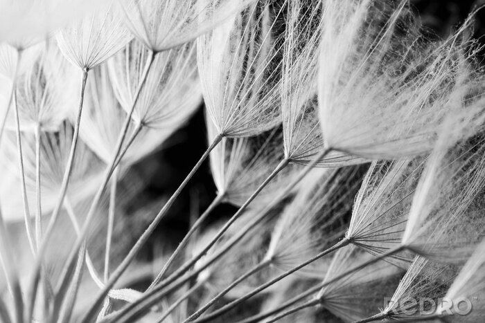 Fotobehang Abstract macro foto van plant zaden