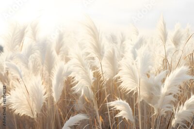 Fotobehang Abstract natural background of soft plants. Cortaderia. Fashionable pampas grass in neutral pastel colors. Dry reeds boho style. Aesthetic nature landscape