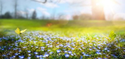 Abstracte aard lente Achtergrond; lente bloem en vlinder