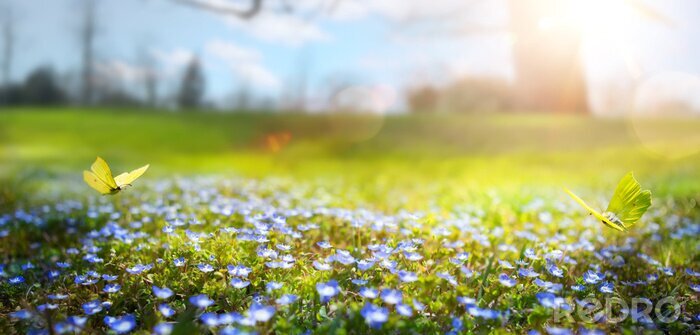 Fotobehang Abstracte aard lente Achtergrond; lente bloem en vlinder