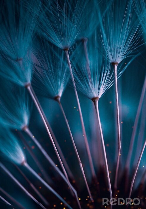 Fotobehang abstracte paardebloem