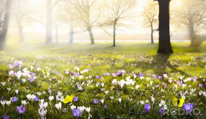 Fotobehang abstracte zonnige mooie achtergrond van de lente