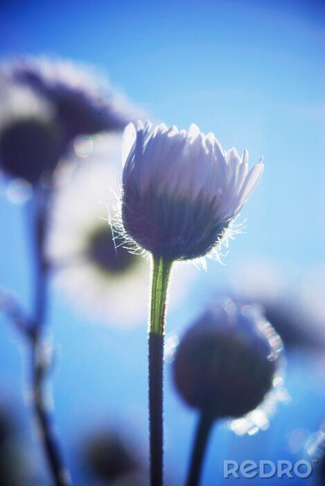 Fotobehang Abstractie bloem