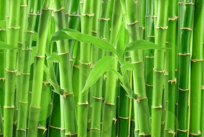 Fotobehang Achtergrond gemaakt van bamboe