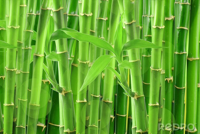 Fotobehang Achtergrond gemaakt van bamboe