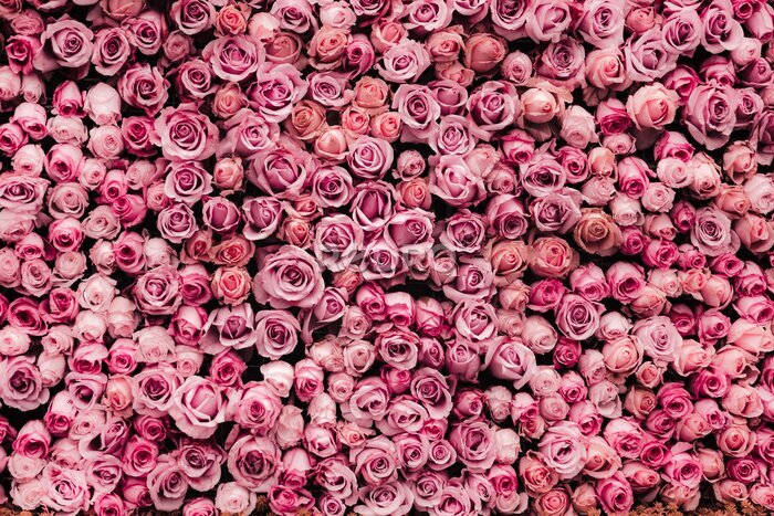 Fotobehang Achtergrond gemaakt van kleine rozen