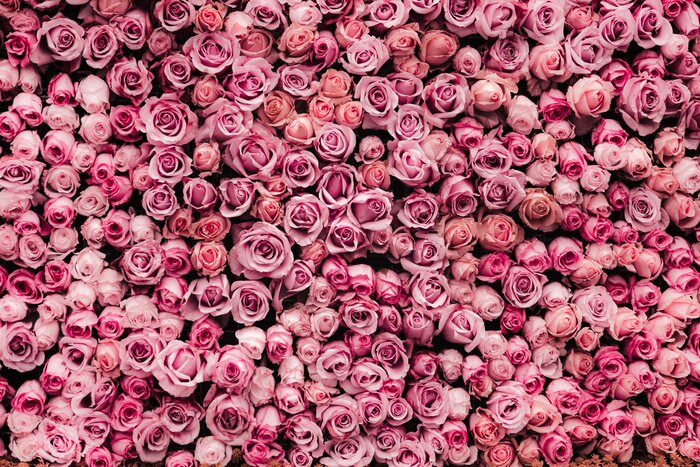 Fotobehang Achtergrond gemaakt van kleine rozen