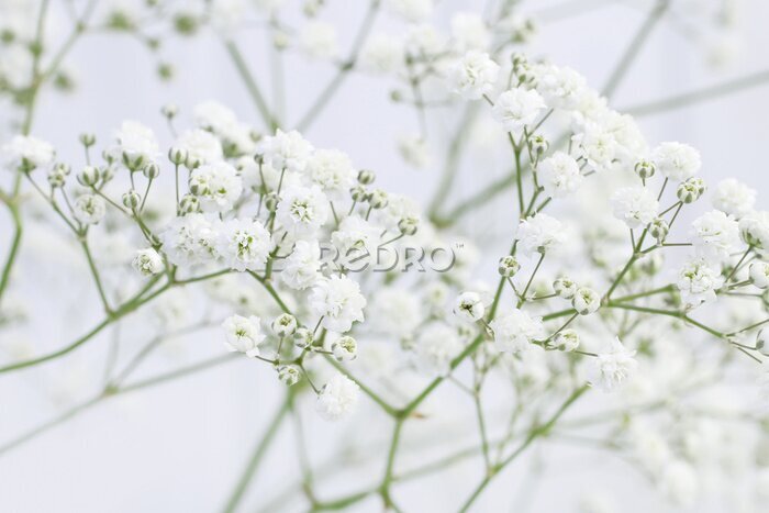 Fotobehang Achtergrond met kleine bloemen