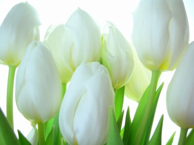 Fotobehang Achtergrond met witte tulpen