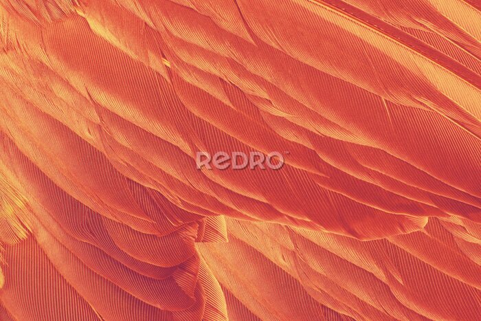 Fotobehang Achtergrond van oranje veren