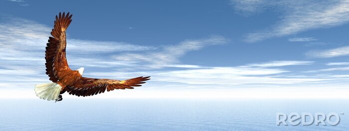 Fotobehang Adelaar vliegend in de blauwe lucht