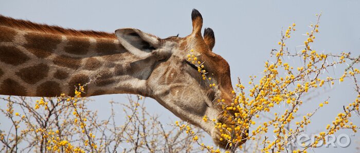 Fotobehang Afrikaans dier met een lange nek