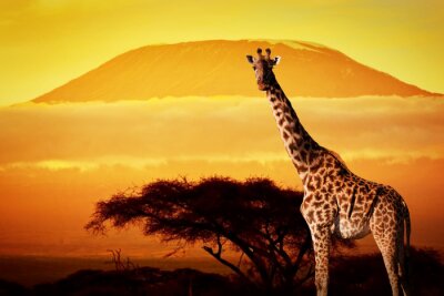 Fotobehang Afrikaans dier op de savanne achtergrond
