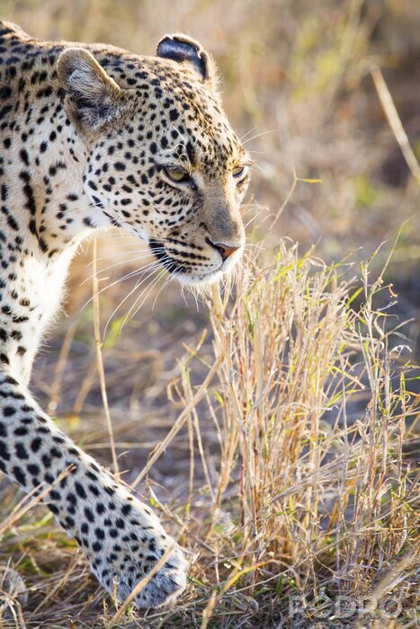 Fotobehang Afrikaans dier tussen wilde grassen