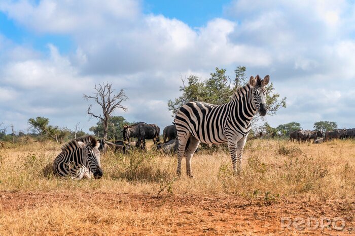 Fotobehang Afrikaans landschap in een nationaal park