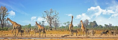 Fotobehang Afrikaans landschap met giraffen