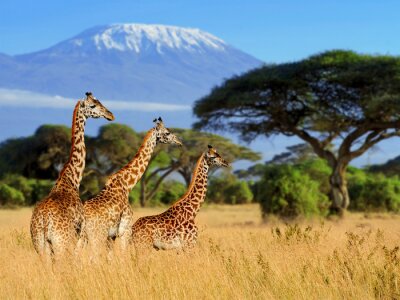 Fotobehang Afrikaans landschap met giraffen en Kilimanjaro